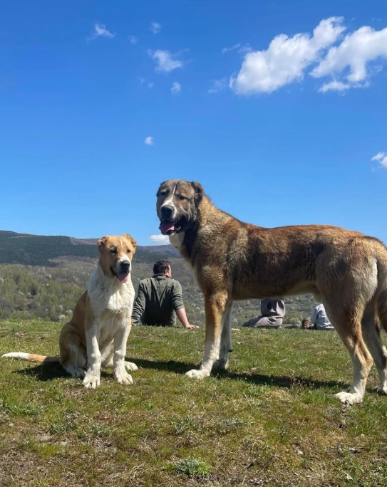 Leon și un câine mai tânăr, pe pajiște, sub cerul senin